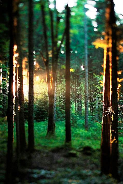 20 Forest Photography Ideas For Your Inspiration • Inspired Luv