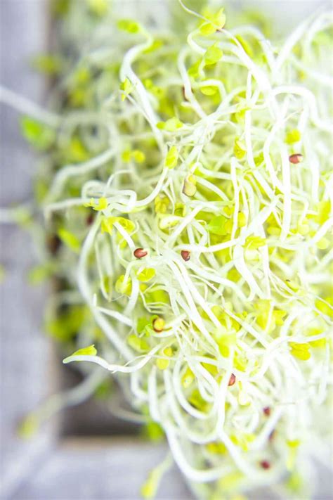 Growing Broccoli Sprouts and Broccoli Microgreens - Best Clean Eating