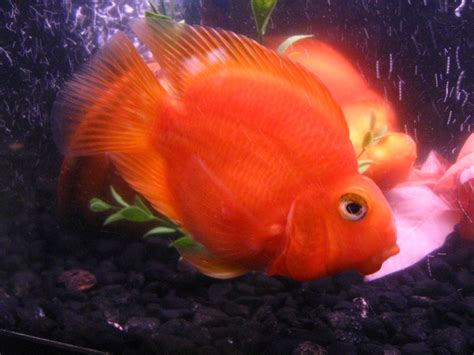 Can a Blood Red Parrot fish be kept with a Oscar fish? Secrets of Cichlid Fish Community