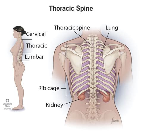 Thoracic Vertebra Labeled