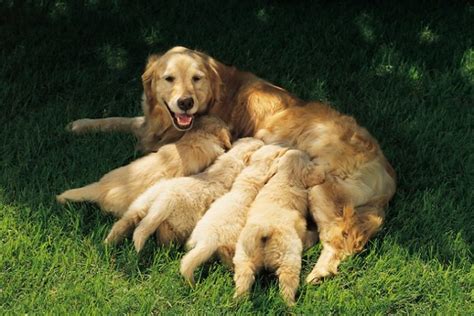 Dog Breeding | Right Decision to Breed or Not to Breed