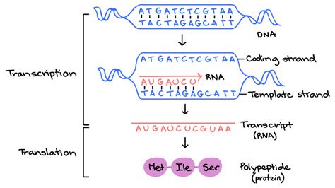 What Is Open Reading Frame In Dna - Infoupdate.org