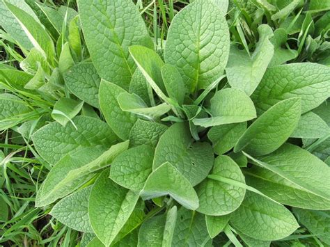 Foxglove | Millstream Gardens Blog | Plantas medicinais, Chás ...