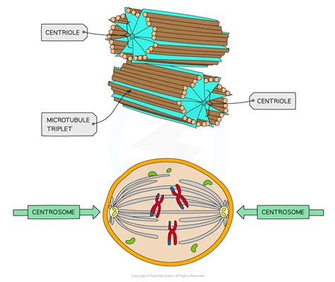 Eukaryotic Cell Structure | HL IB Biology Revision Notes 2025