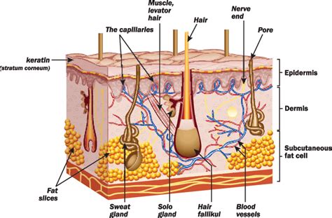 Spinal Cord Injury Skin Management