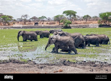 Elephants watering hole serengeti tanzania hi-res stock photography and images - Alamy