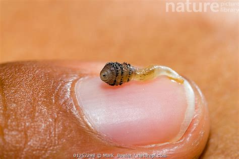 Nature Picture Library - Human botfly larvae (Dermatobia hominis ...