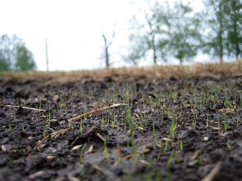 Planting and maintaining a fine fescue lawn | UMN Extension