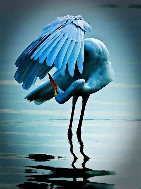 Blue Flamingo | A1 Pictures