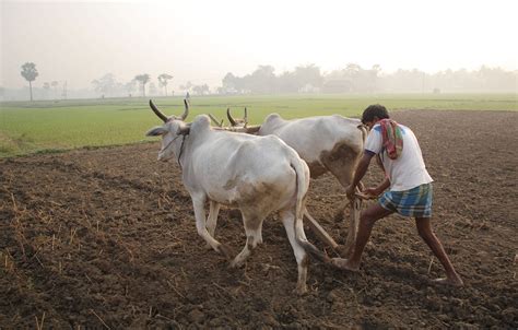 62% Farmers Willing To Quit Farming! What Is Bothering The ‘Annadatas’? | Youth Ki Awaaz