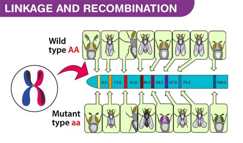 Genetic Linkage Example