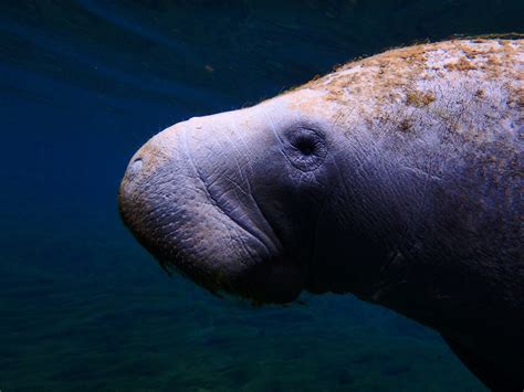 Baby Dugong Dies with Plastic in Stomach - Thailand News