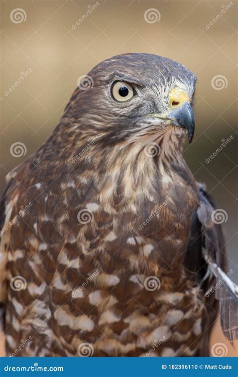 Juvenile Broad Winged Hawk stock photo. Image of raptor - 182396110