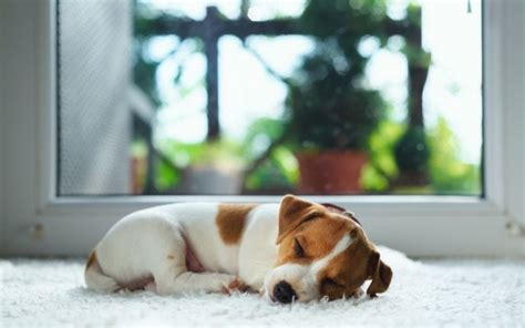 Know The Benefits of Pet Friendly Hotels and Other Amenities? | by The ...