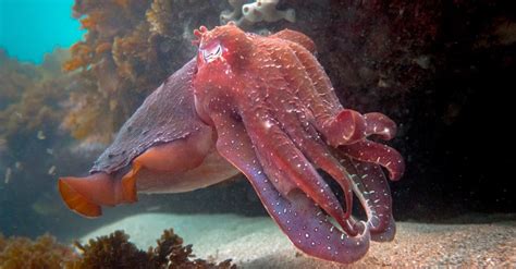 10 Impressive Cuttlefish Facts - AZ Animals