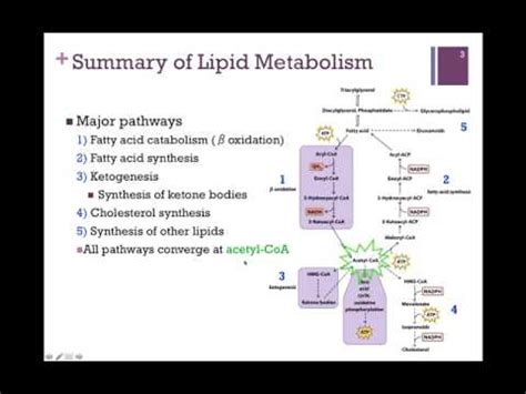 Lipid Metabolism Flowchart