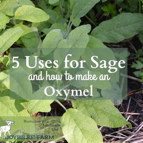 5 Uses for Sage Herb and How to Make an Oxymel | Joybilee® Farm | DIY ...