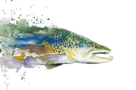 Brown Trout Watercolor Print | Fly fishing art, Brown trout, Watercolor ...