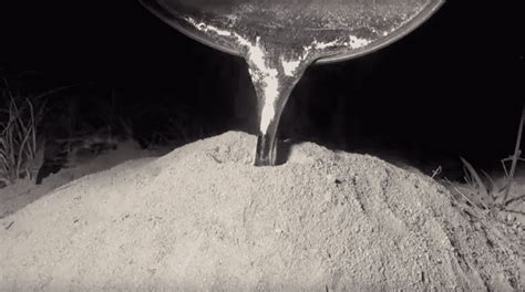 After This Man Poured Metal Inside An Ant Nest, What He Dug Up Was Magical – Mutually