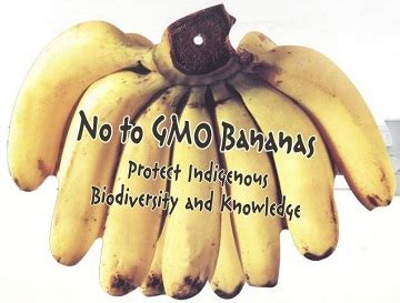 Say No To GMO Bananas in Hawaii & Biopiracy News - Seed Freedom