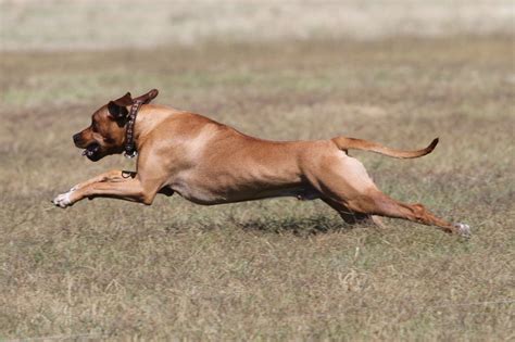 Rhodesian Ridgeback Hunting Lions