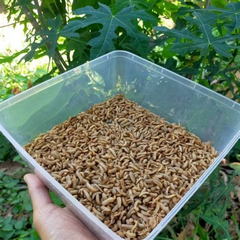 Jual Maggot BSF Fresh , Maggot BSF Hidup 1 kg | Shopee Indonesia