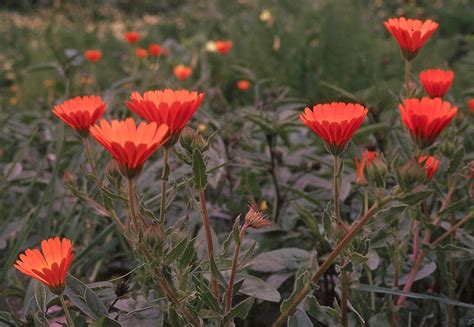 Flower Gallery :: Asteraceae :: 155_25