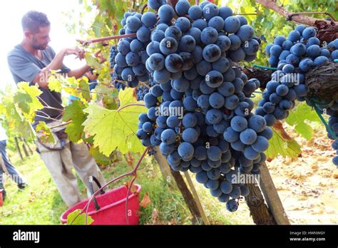 Picking grapes in tuscany hi-res stock photography and images - Alamy