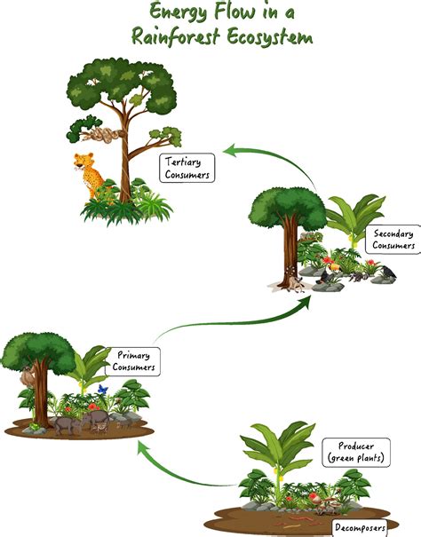 Rainforest Ecosystem Drawing