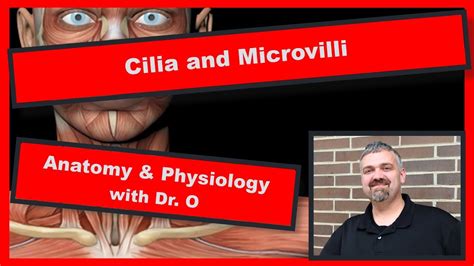 Cilia and Microvilli: Anatomy and Physiology - YouTube