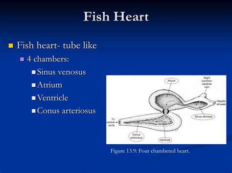 Perch Heart Diagram