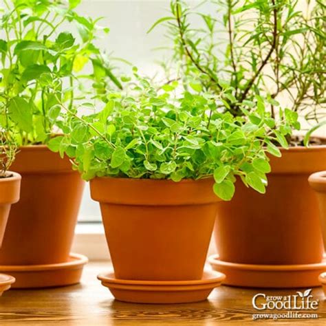 Grow Herbs Indoors: Herbs that Thrive Inside