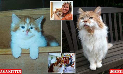 World's oldest cat dies AGED 31 as heartbroken owner, 52, pays tribute ...