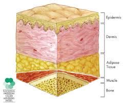 Adipose Tissue | Definition, Function & Location - Lesson | Study.com