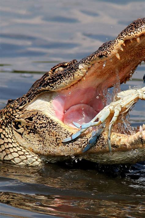 Pictures Of Alligators Eating