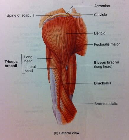 Shoulder Arm Anatomy