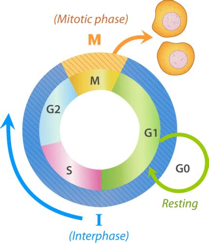 2.12: Cell Cycle - K12 LibreTexts