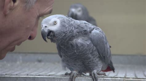 Lincolnshire Wildlife Park's foul-mouthed parrots teach other birds to swear | ITV News Calendar