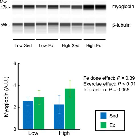 Myoglobin content in gastrocnemius muscle collected at the time of... | Download Scientific Diagram