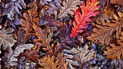 Desktop Wallpaper Oak Leaves, Fall, Autumn, 4k, Hd Image, Picture, Background, B9025a