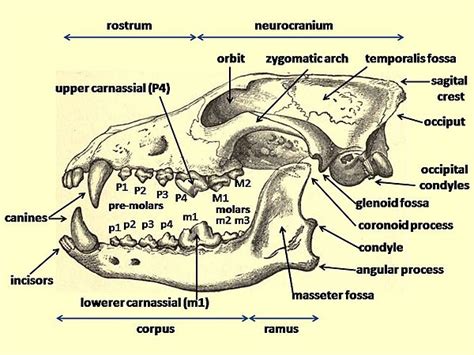 Paleolithic dog - Wikipedia