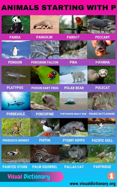 Animals that Start with P in English - Visual Dictionary