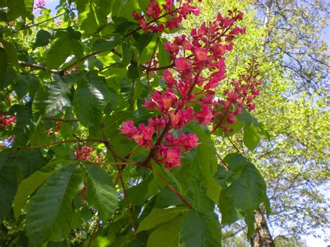 Gardening With Grace: Ohio Buckeye(s)