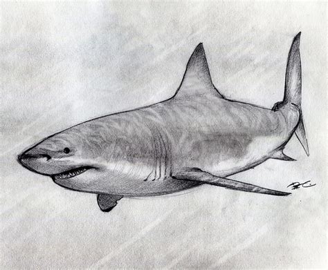 Great White Shark sketch | Explore Kaiser-EVA's photos on Fl… | Flickr - Photo Sharing!