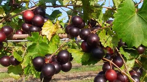 Ison's Nursery The Supreme Muscadine Variety on the Vine - YouTube