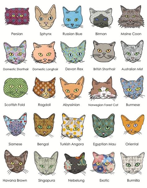 The Essential A-Z Cat Breed Guide on Cat Tree | Cat breeds chart, Cat facts, Cats and kittens