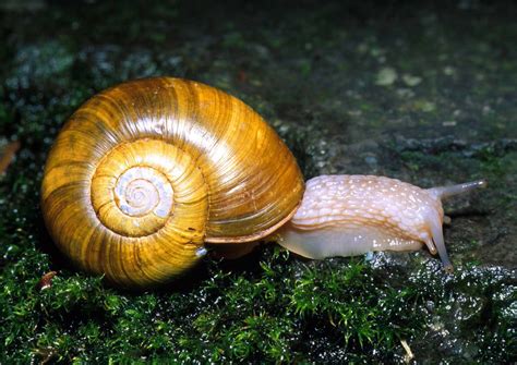 Snail Mollusca | Phylum Mollusca | Pinterest | Snail