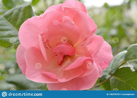 Opened red rose bud stock image. Image of decoration - 148378155
