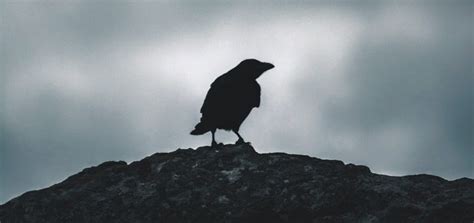 Crow Caw Sound | Free Sound Effects | Animal Sounds