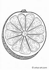Grapefruit Tree Coloring Page » Free Download Artus Art sketch template